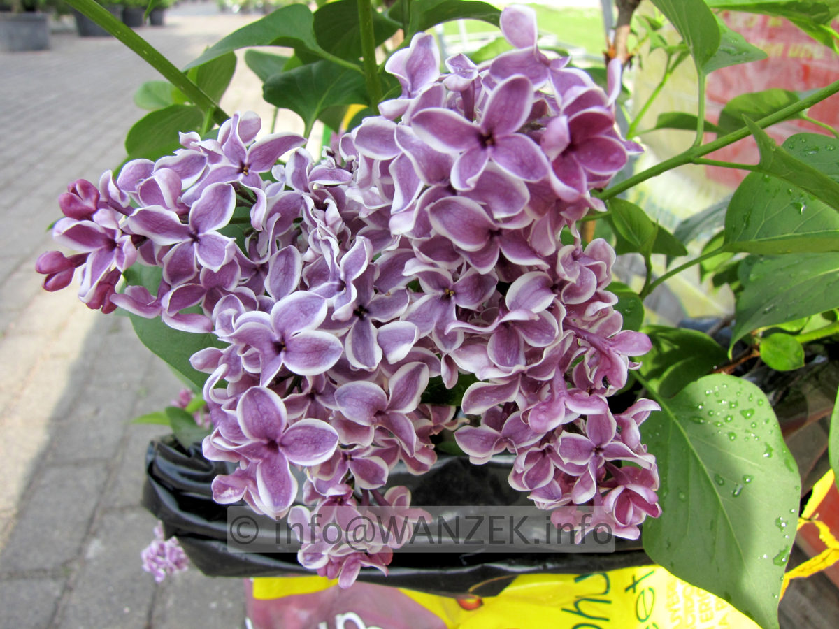 Syringa vulgaris Sensation 08.JPG